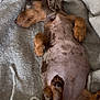 Aston participe au concours pour gagner de l'argent avec cette photo : dog, dachshund, sleeping, pet, blanket, cozy, relaxed, fur, paw, animal, cute, domestic_animal, lying_down, resting, mammal, indoor, brown, spotted, small_dog, canine