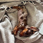 Aston participe au concours pour gagner de l'argent avec cette photo : puppy, dog, sleeping, blanket, cozy, brown, spotted, fur, bed, resting, cute, pet, animal, indoor, relaxing, soft, comfort, ears, paw, warm