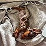puppy, dog, sleeping, blanket, cozy, brown, spotted, fur, bed, resting, cute, pet, animal, indoor, relaxing, soft, comfort, ears, paw, warm