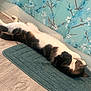 Weedle Allen joined the competition — help win amazing prizes! cat, animal, pet, relaxing, bathroom, mat, floor, floral_pattern, shower_curtain, white, black, feline, sleeping, cozy, domestic, fur, stretching, home, interior, quiet