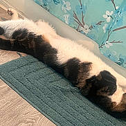 Weedle Allen is registered to the contest to win money with this photo: cat, stretching, floor, bath_mat, floral_wallpaper, indoor, relaxation, pet, feline, sleeping, fur, black_and_white, domestic_cat, cozy, home, resting, paws, ear, whiskers, quiet