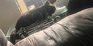 Weedle Allen is registered to the contest to win money with this photo: cat, indoor, window, air_conditioner, glass_table, metal_table, leather_furniture, pet, animal, furniture, relaxing, domestic, home, sunlight, curious, tabby_cat, whiskers, paw, resting, side_view