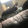cat, indoor, window, air_conditioner, glass_table, metal_table, leather_furniture, pet, animal, furniture, relaxing, domestic, home, sunlight, curious, tabby_cat, whiskers, paw, resting, side_view