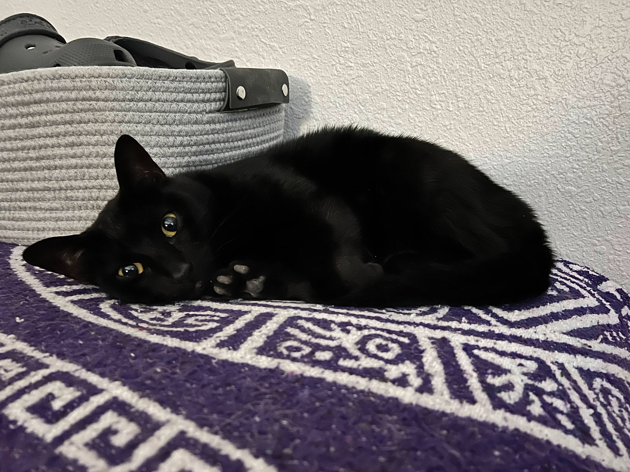 Nala joined the competition — help win amazing prizes! bag, black, black_cat, bombay, carnivore, cat, comfort, felidae, flooring, fur, grey, linens, luggage_and_bags, monochrome_photography, small_to_medium_sized_cats, snout, tail, terrestrial_animal, tints_and_shades, whiskers