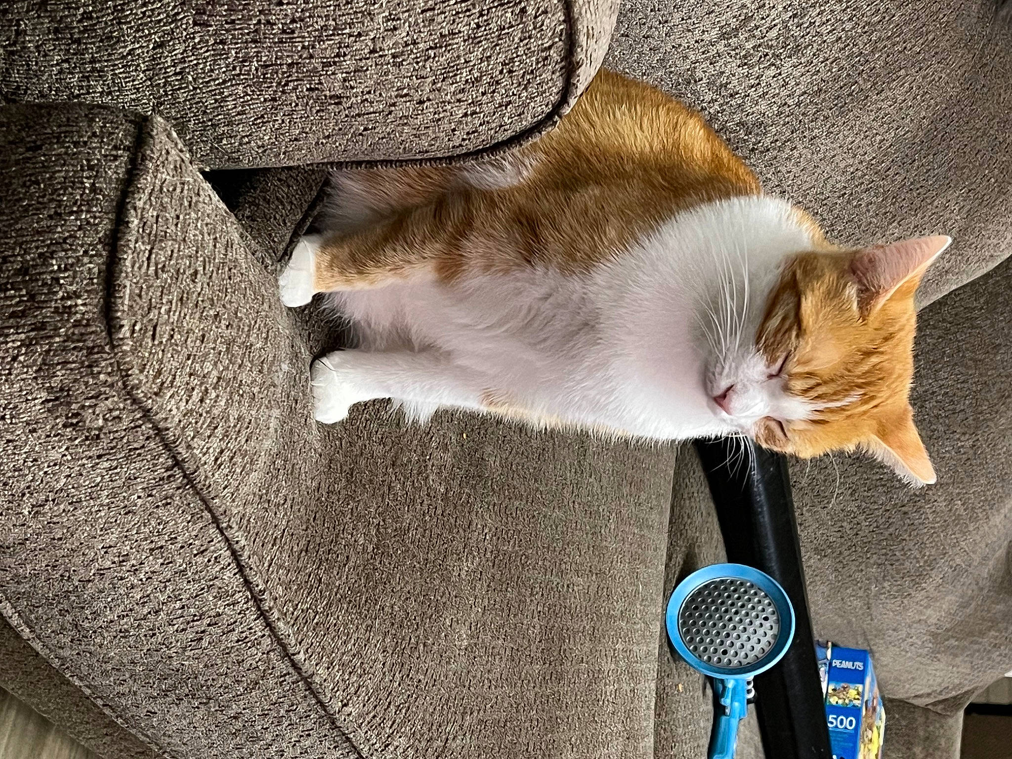 Kali is registered to the contest to win money with this photo: carnivore, cat, comfort, domestic_short_haired_cat, felidae, fur, grey, kitchen_utensil, mechanical_fan, nap, paw, small_to_medium_sized_cats, tail, textile, whiskers, wire, wood