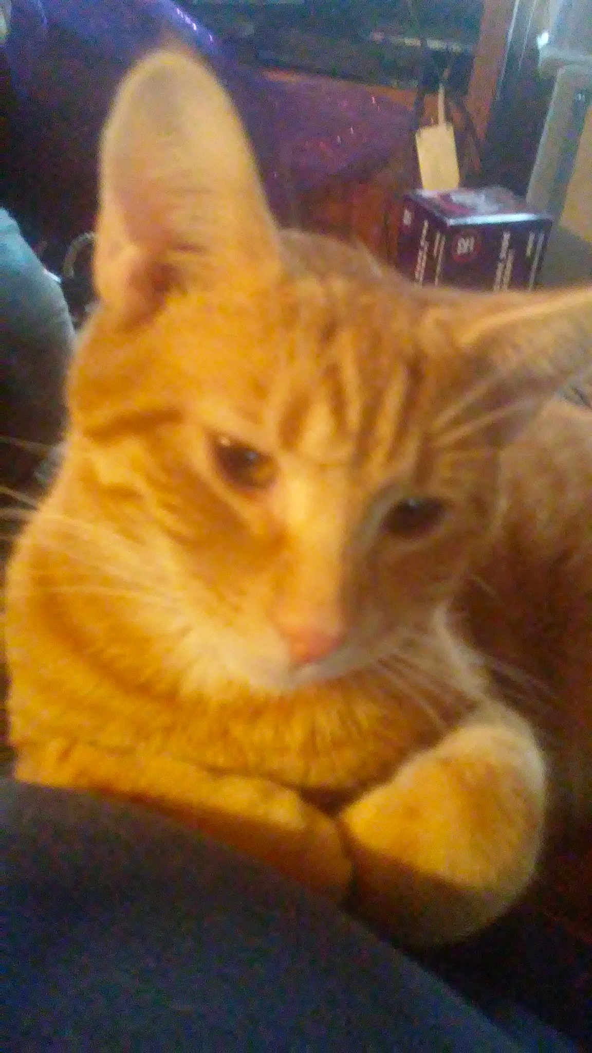 Garfield