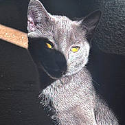 Geode joined the competition — help win amazing prizes! cat, gray_cat, feline, animal, pet, portrait, close_up, yellow_eyes, golden_eyes, pointed_ears, fur, whiskers, sitting, indoor, dramatic_lighting, sunlight, shadow, dark_background, cushion, photography
