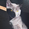 cat, gray_cat, feline, animal, pet, portrait, close_up, yellow_eyes, golden_eyes, pointed_ears, fur, whiskers, sitting, indoor, dramatic_lighting, sunlight, shadow, dark_background, cushion, photography