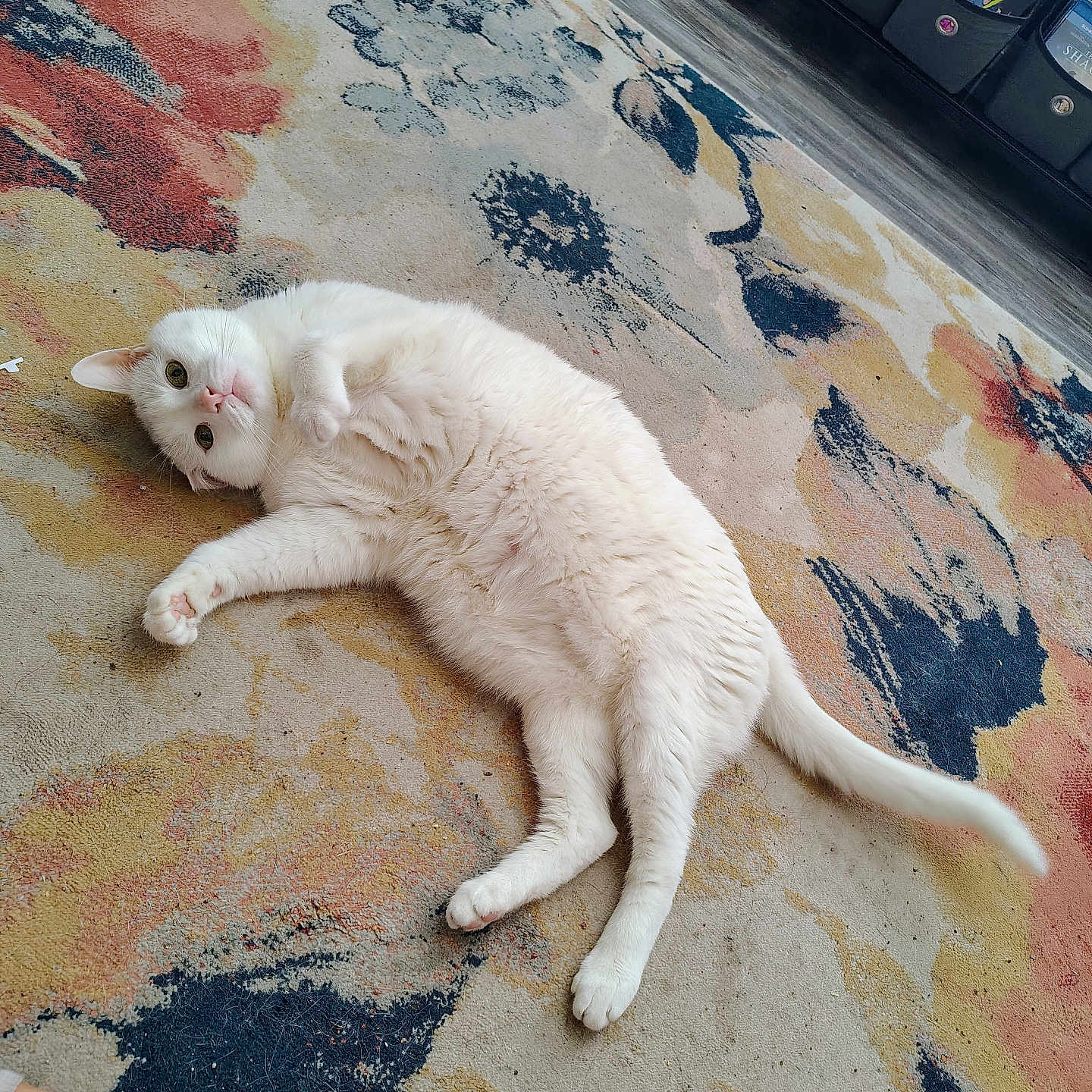 Mr Clean is registered to the contest to win money with this photo: animal, books, cat, collectibles, cozy, curious, floor, floral_pattern, fluffy, human, indoor, lying_down, paw, pet, relaxed, rug, shelf, tail, tattoo, white_cat