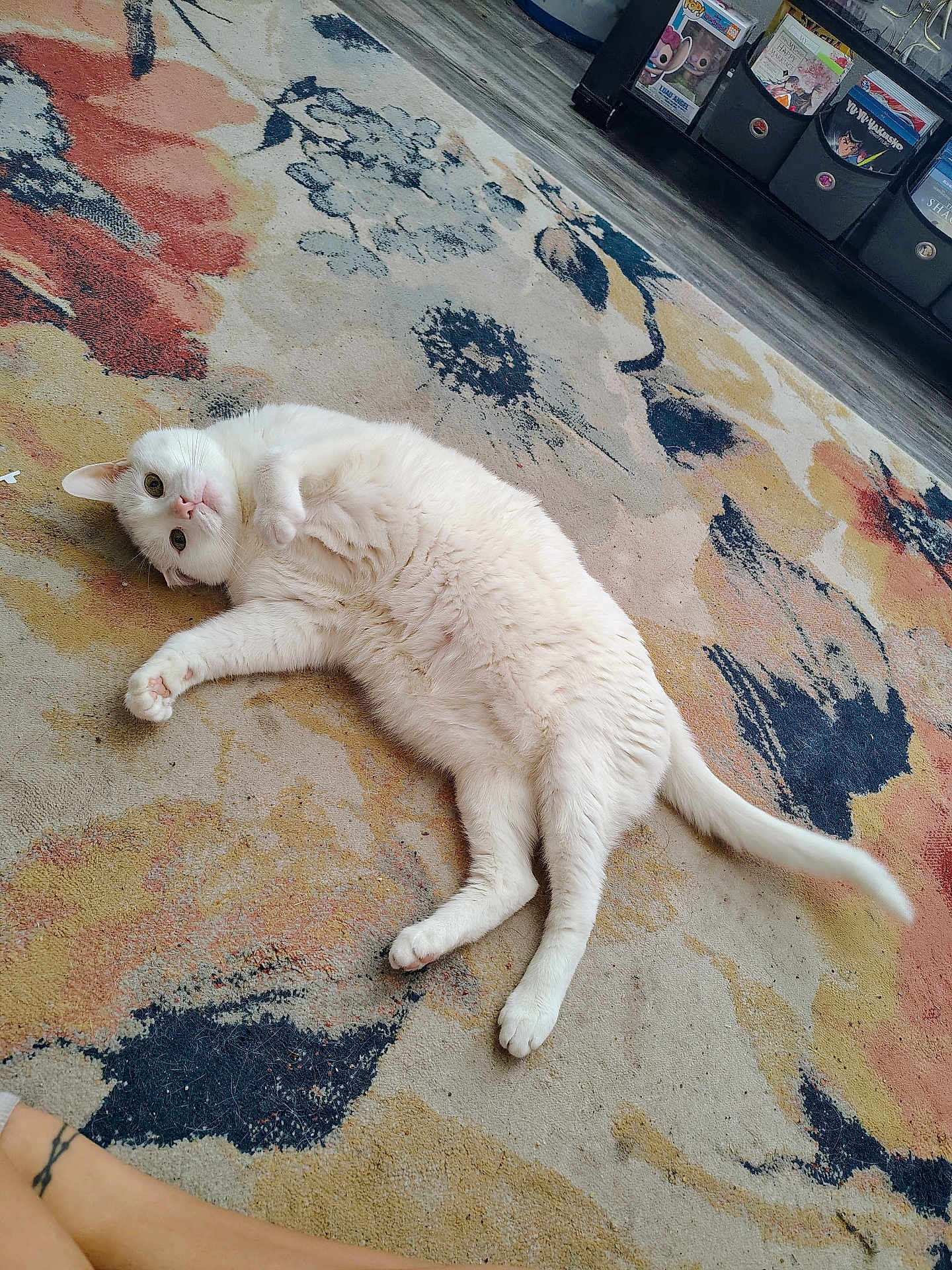 Mr Clean is registered to the contest to win money with this photo: cat, white_cat, fluffy, lying_down, rug, floral_pattern, indoor, floor, shelf, books, collectibles, curious, pet, animal, relaxed, cozy, tattoo, human, paw, tail