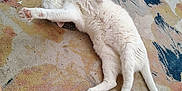 Mr Clean is registered to the contest to win money with this photo: animal, cat, cozy, cute, feline, floor, fluffy, home, human_legs, indoor, patterned_rug, paw, pet, relaxed, resting, rug, stretching, tail, tattoo, white_cat