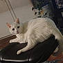 cat, white_cat, indoor, furniture, stool, plant, collectibles, curious, pet, animal, floor, carpet, relaxed, living_room, cushion, domestic, mammal, fur, tail, eyes