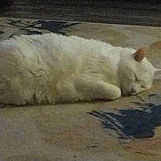 Mr Clean joined the competition — help win amazing prizes! animal, cat, closeup, cozy, domestic_cat, feline, fluffy, fur, home, indoor, laying_down, patterned_rug, peaceful, pet, quiet, resting, rug, sleeping, still_life, white_cat