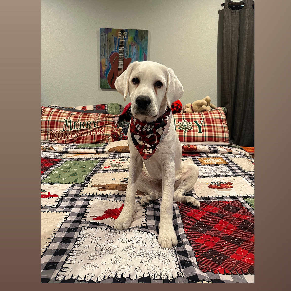 Cooper is registered to the contest to win money with this photo: animal, bandana, bed, christmas, cozy, curtain, cute, decor, dog, guitar, holiday, indoor, painting, pet, pillow, plaid, puppy, quilt, sitting, white_dog