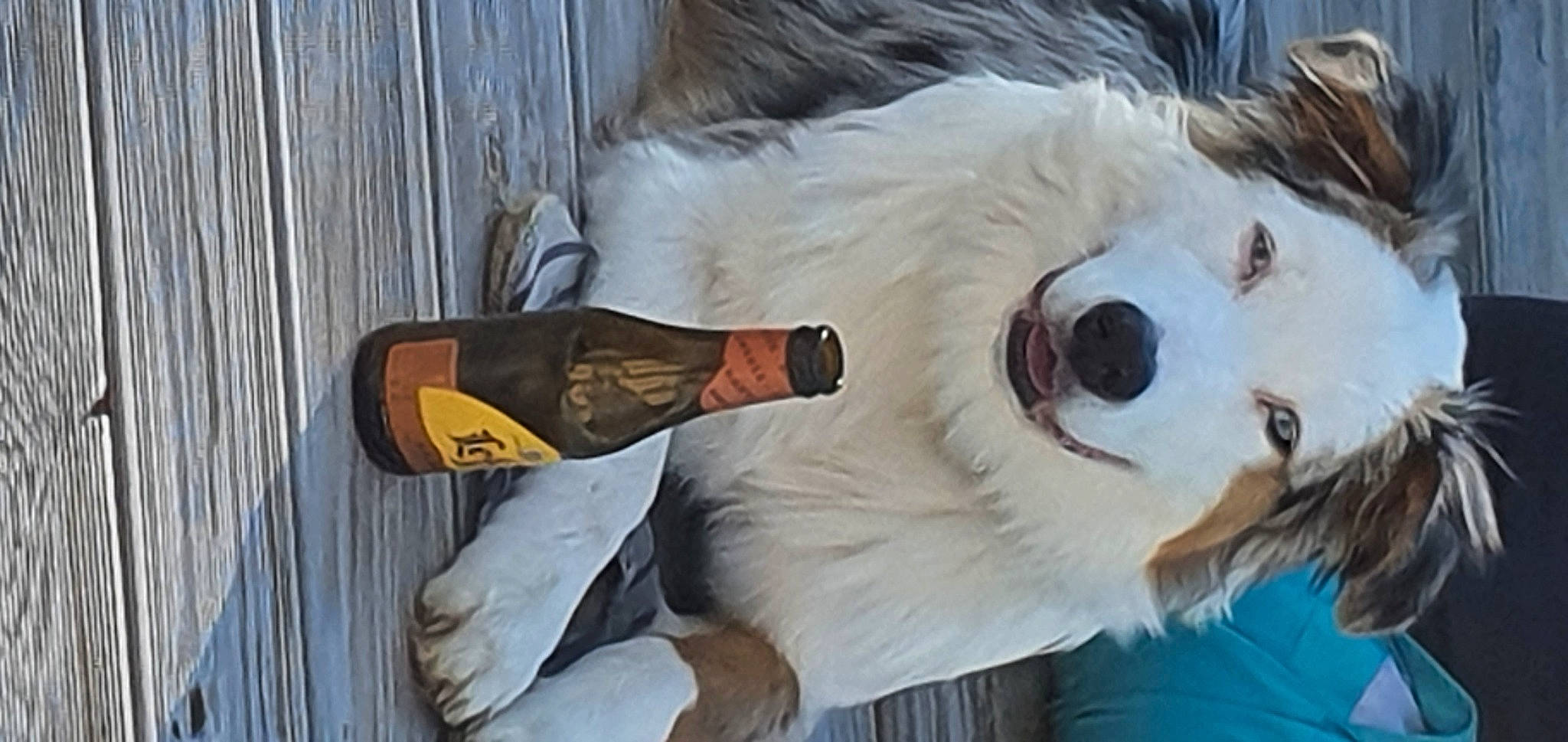 Replay participe au concours pour gagner de l'argent avec cette photo : athletic_shoe, canidae, carmine, carnivore, companion_dog, dog_breed, event, feather, fur, mascot, outdoor_shoe, personal_protective_equipment, plush, walking_shoe, whiskers, wood