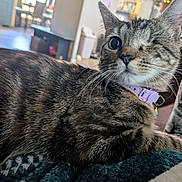 Chimi joined the competition — help win amazing prizes! blanket, cat, close_up, collar, cozy, domestic_animal, fur, furniture, home, household, indoor, kitchen, living_room, one_eyed, pet, purple_collar, relaxed, tabby, tabby_cat, whiskers