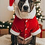animal, bone, canine, celebration, christmas_lights, christmas_ornaments, christmas_tree, cute, decorations, dog, festive, gift_boxes, holiday, holiday_season, indoor, pet, portrait, red_clothing, santa_hat, winter