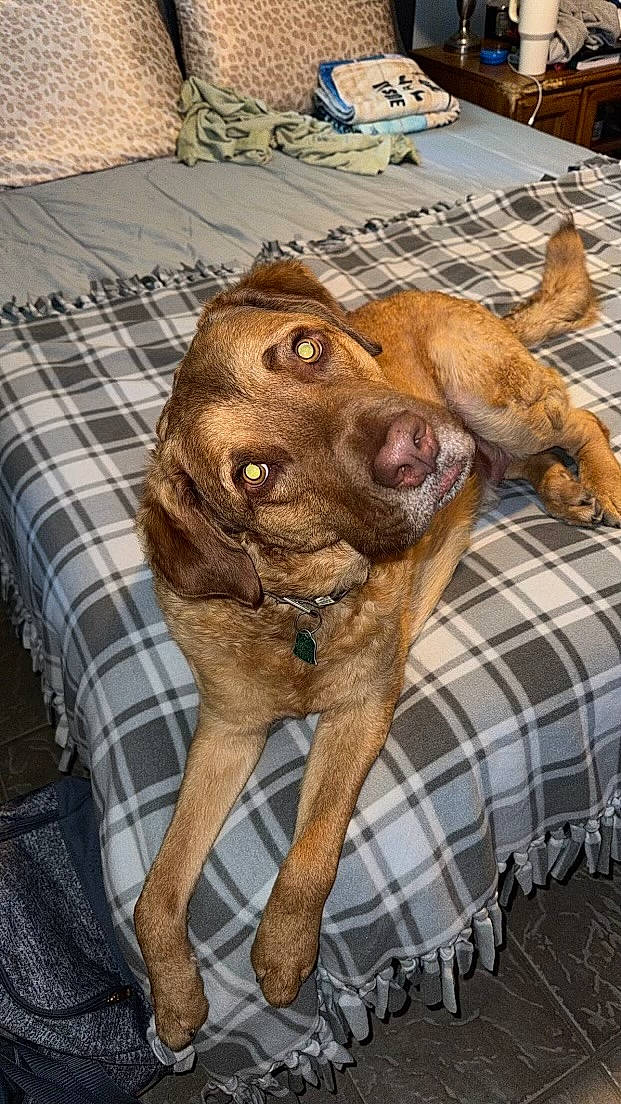 Riley joined the competition — help win amazing prizes! canidae, carnivore, collar, comfort, companion_dog, dog, dog_breed, dog_collar, fawn, fur, liver, mammal, pattern, pet_supply, plaid, snout, sporting_group, tartan, whiskers, working_animal