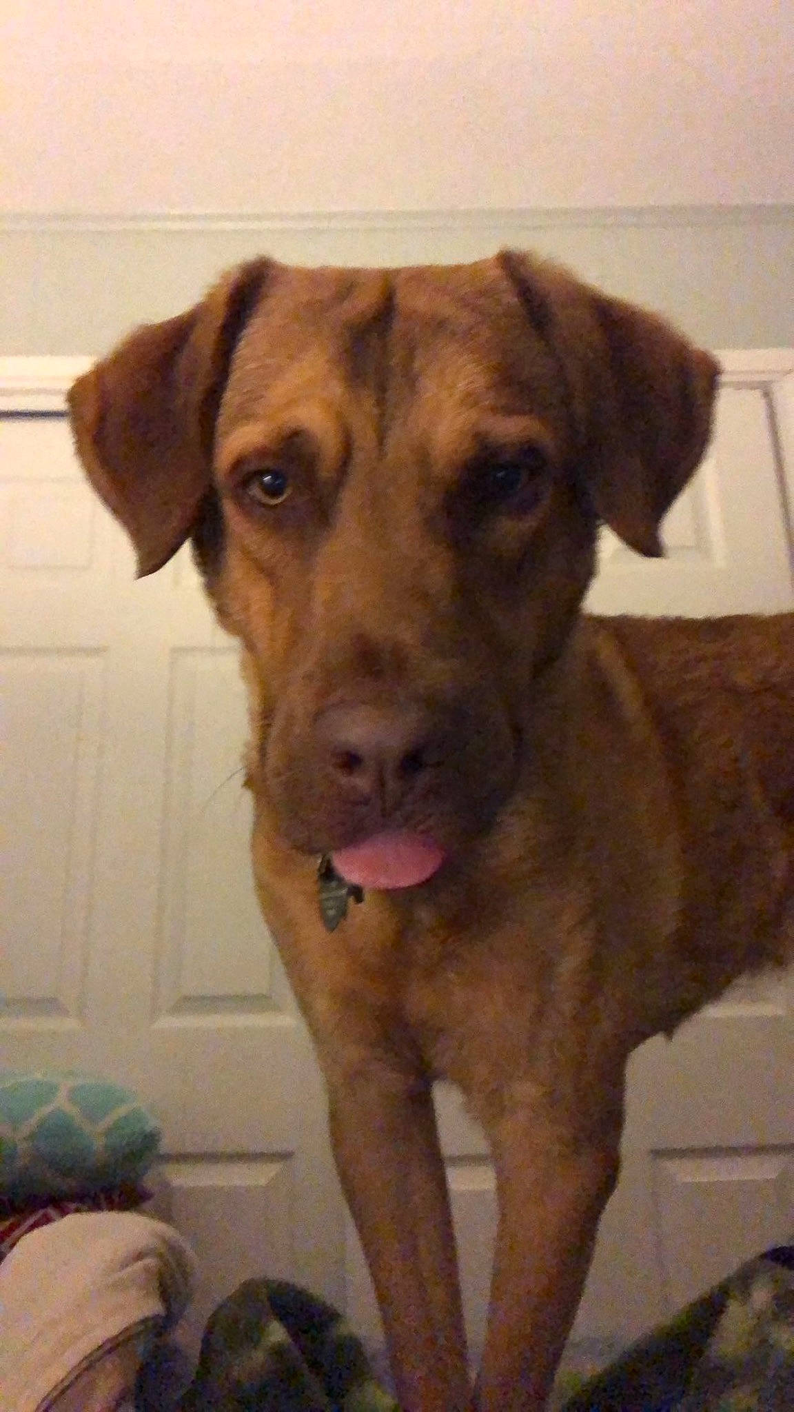 Riley is registered to the contest to win money with this photo: canidae, carnivore, collar, companion_dog, dog, dog_breed, dog_collar, door, fawn, fur, guard_dog, liver, non_sporting_group, pet_supply, snout, sporting_group, whiskers, working_animal, working_dog, wrinkle