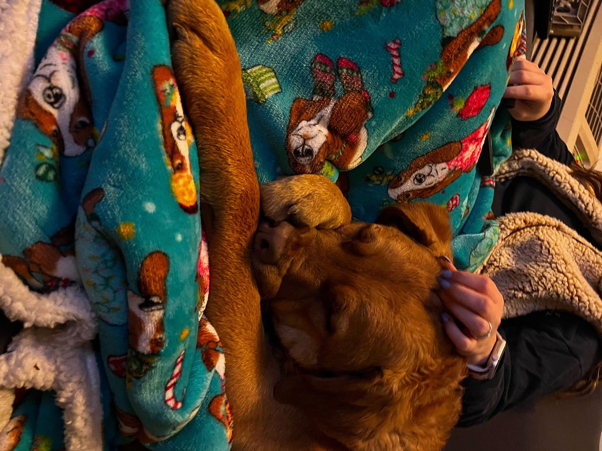 Riley is registered to the contest to win money with this photo: bag, carnivore, comfort, companion_dog, dog, dog_breed, fawn, fur, linens, mammal, organism, pattern, sporting_group, textile, tradition, vertebrate, visual_arts, wool, working_animal, wrinkle