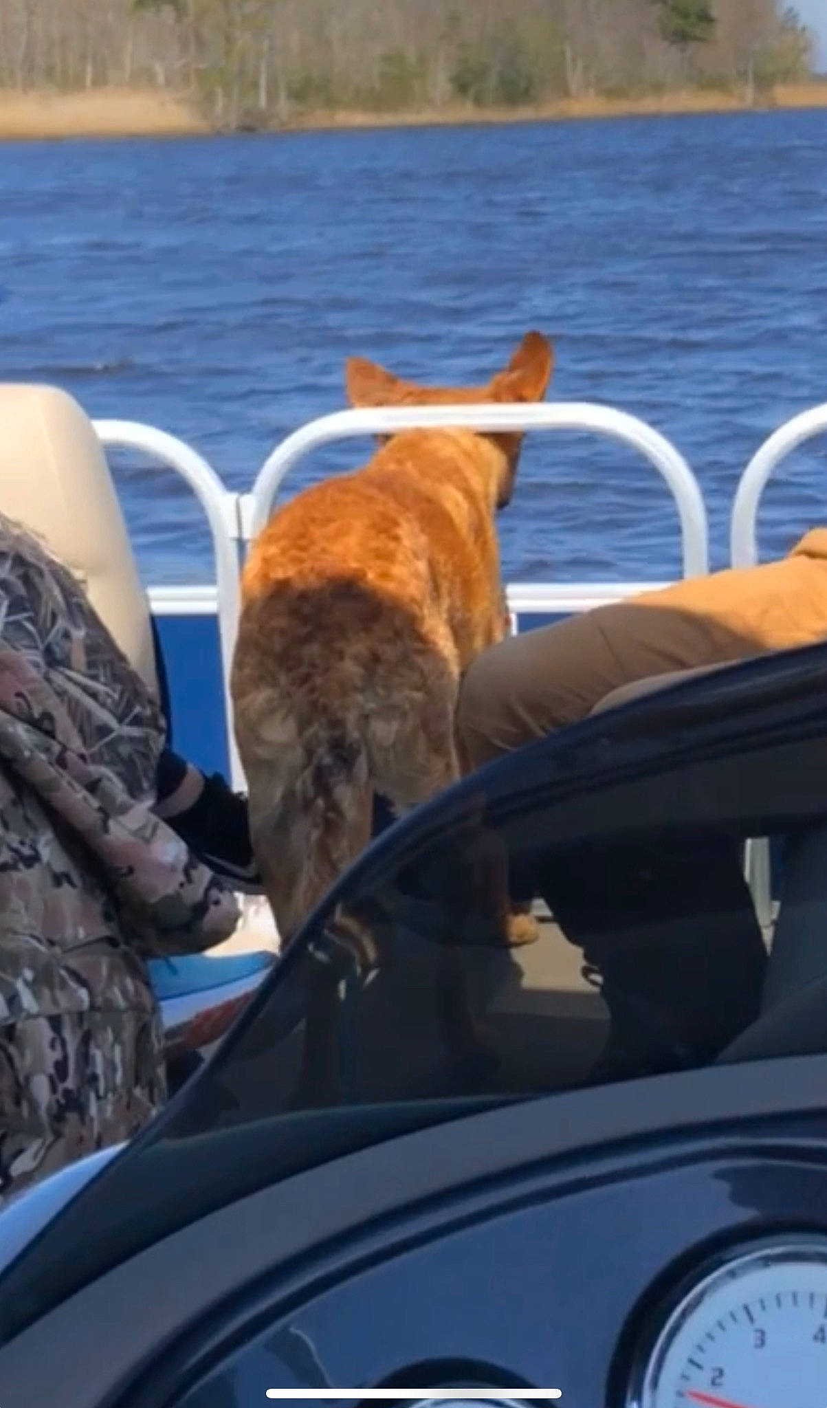 Riley joined the competition — help win amazing prizes! automotive_exterior, boat, boats_and_boating_equipment_and_supplies, carnivore, dog, dog_breed, fawn, fender, hood, lake, mode_of_transport, motor_vehicle, sporting_group, steering_wheel, vehicle, vehicle_door, water, windscreen_wiper, windshield, wood