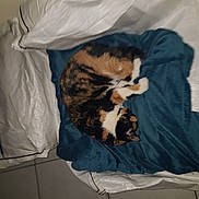 Pitchounette participe au concours pour gagner de l'argent avec cette photo : cat, calico, sleeping, blanket, blue_blanket, white_fabric, curled_up, pet, indoor, cozy, resting, feline, fur, tiled_floor, domestic_animal, animal, cute, relaxed, soft, warm