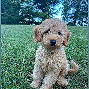 Aïko a rejoint le concours — aidez-le/la à gagner de superbes lots ! adorable, animal, background_trees, canine, collar, curly_fur, cute, daylight, dog, fur, grass, greenery, nature, outdoor, park, pet, puppy, sitting, small_dog, summer