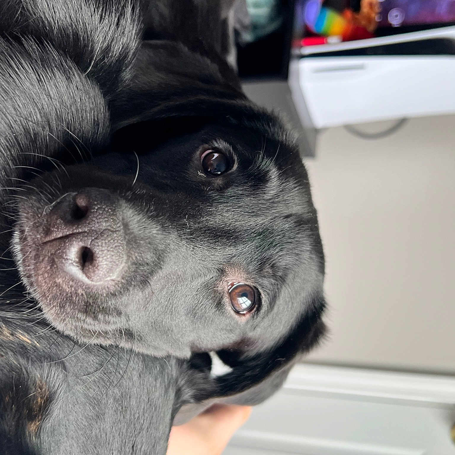 Lady joined the competition — help win amazing prizes! borador, canidae, carnivore, companion_dog, dog, dog_breed, ear, fur, guard_dog, non_sporting_group, puppy, selfie, sporting_group, television, terrestrial_animal, whiskers, working_animal, working_dog