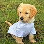 adorable, animal, calm, canine, cute, dog, fluffy, fur, golden_retriever, grass, mammal, nature, outdoor, pet, portrait, puppy, sitting, soft, tshirt, young