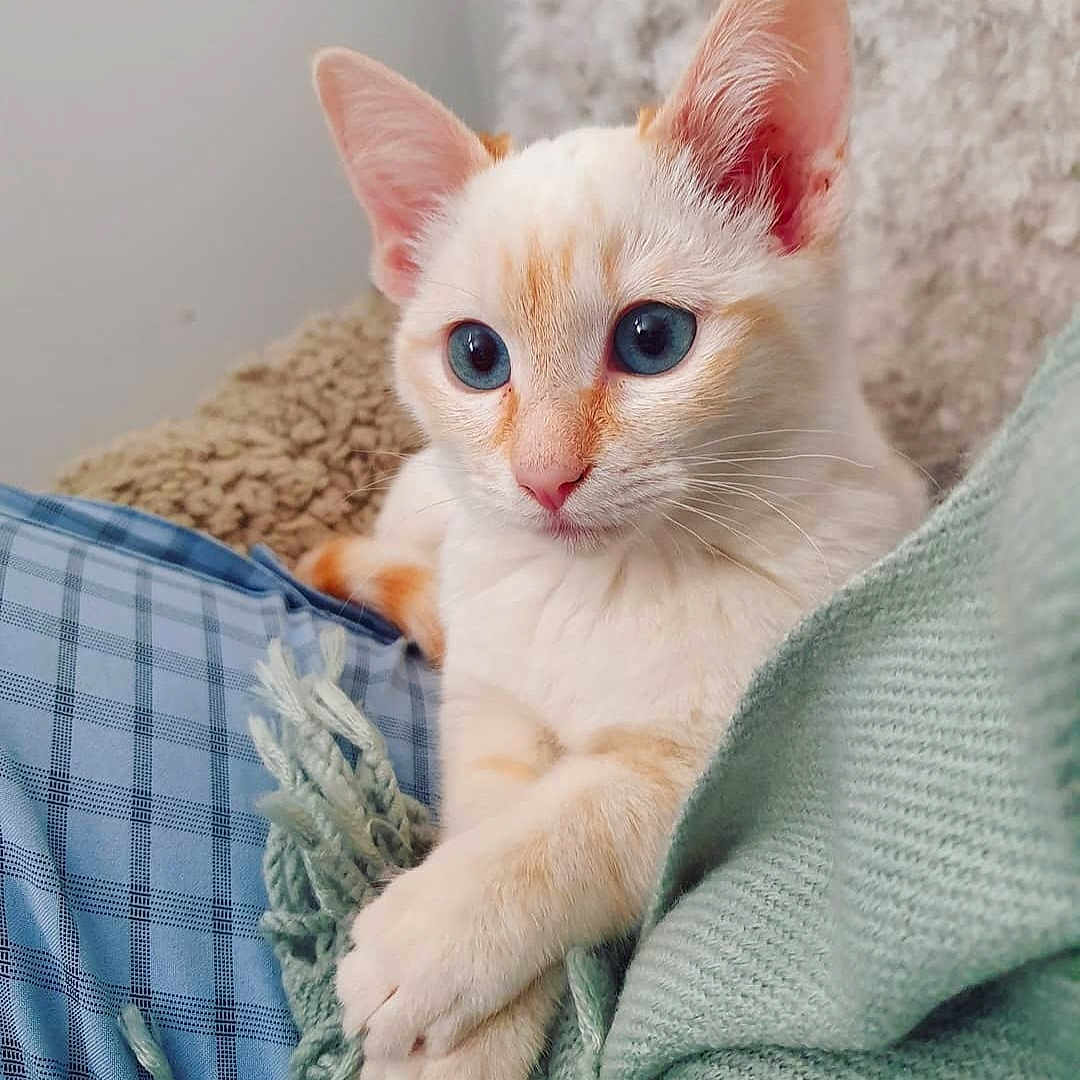 Pixel De La Tour