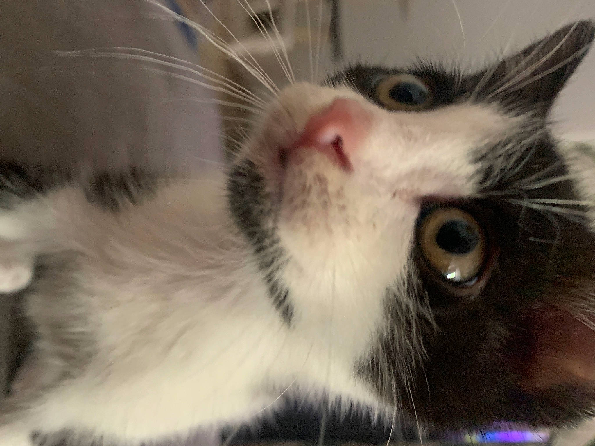 Ace participe au concours pour gagner de l'argent avec cette photo : carnivore, cat, claw, close_up, domestic_short_haired_cat, felidae, fur, paw, small_to_medium_sized_cats, snout, whiskers