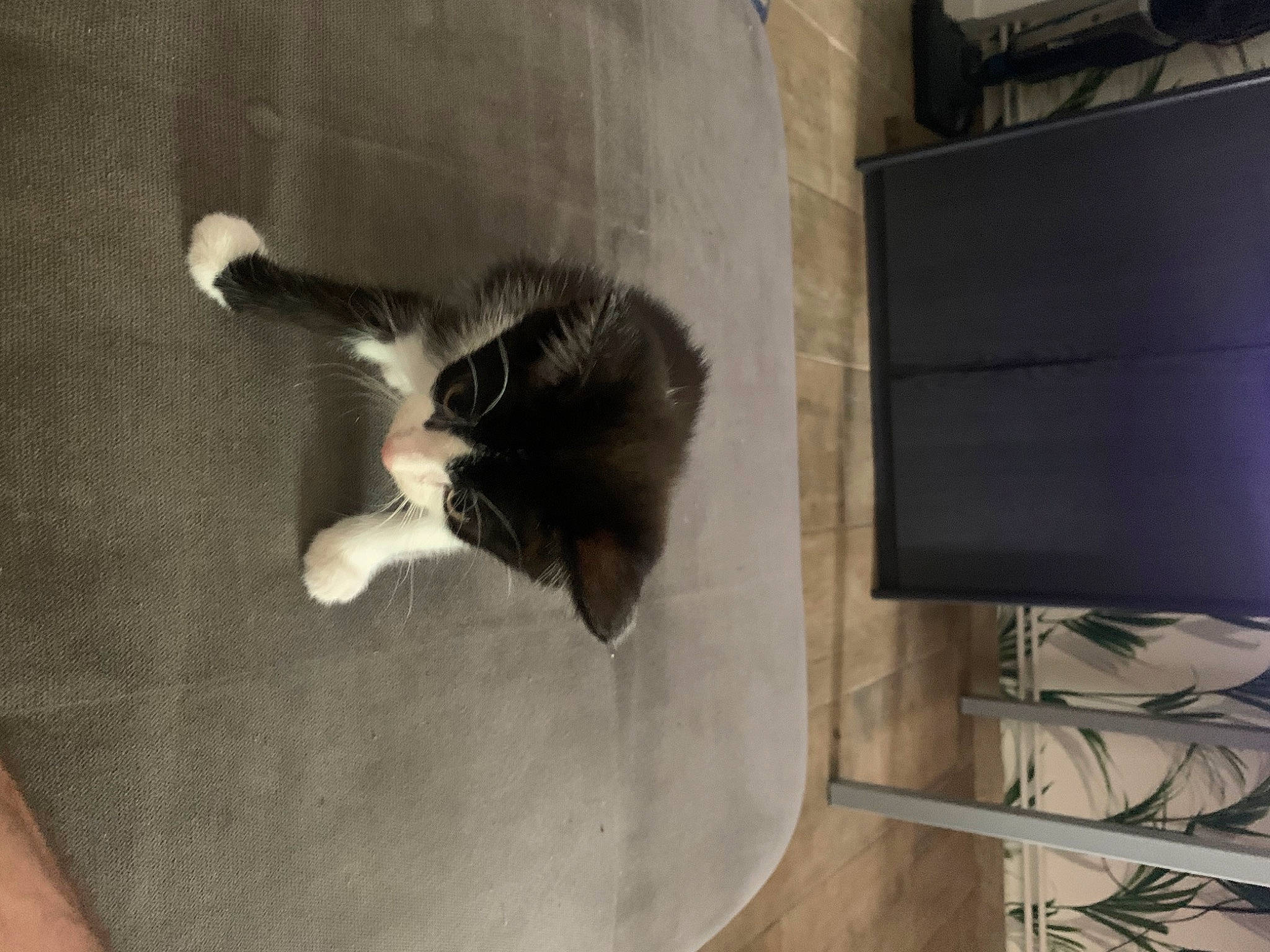 Ace participe au concours pour gagner de l'argent avec cette photo : carnivore, cat, dog_breed, domestic_short_haired_cat, felidae, flooring, fur, gas, hardwood, monochrome, paw, plywood, rectangle, room, shadow, small_to_medium_sized_cats, tail, visual_arts, whiskers, wood