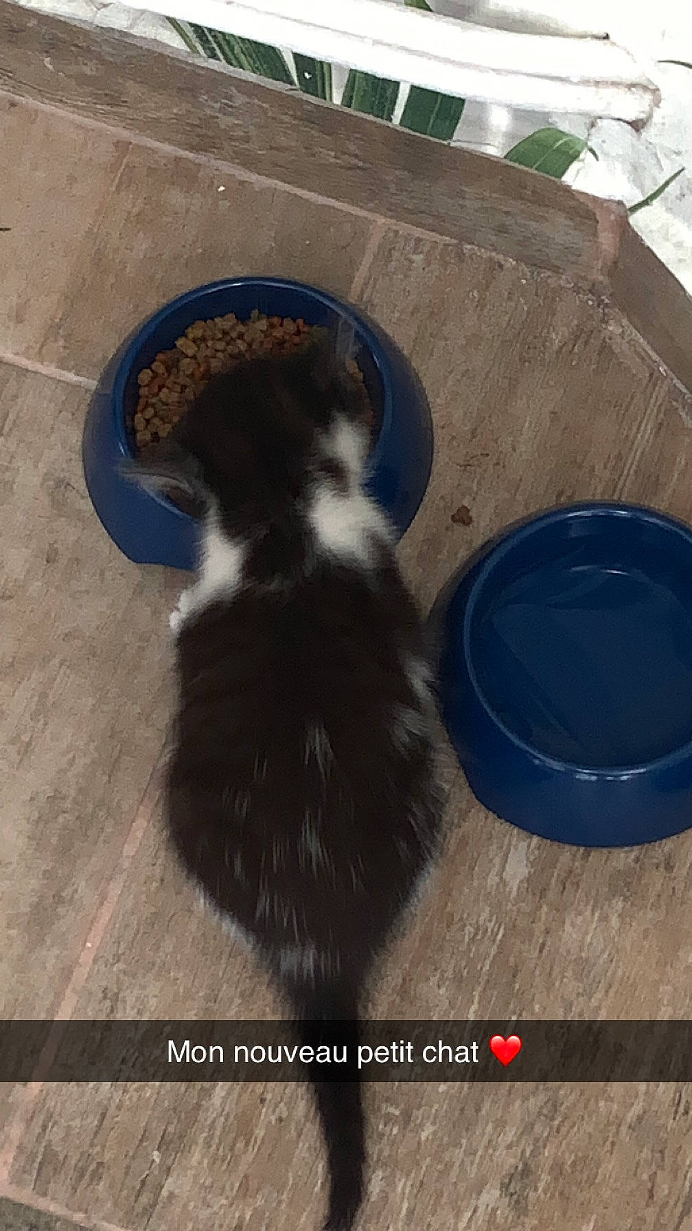 Ace participe au concours pour gagner de l'argent avec cette photo : automotive_tire, canidae, cat, dog_breed, felidae, flooring, fur, hardwood, paw, serveware, skunk, small_to_medium_sized_cats, soil, sporting_group, striped_skunk, tableware, tail, terrestrial_animal, whiskers, wood