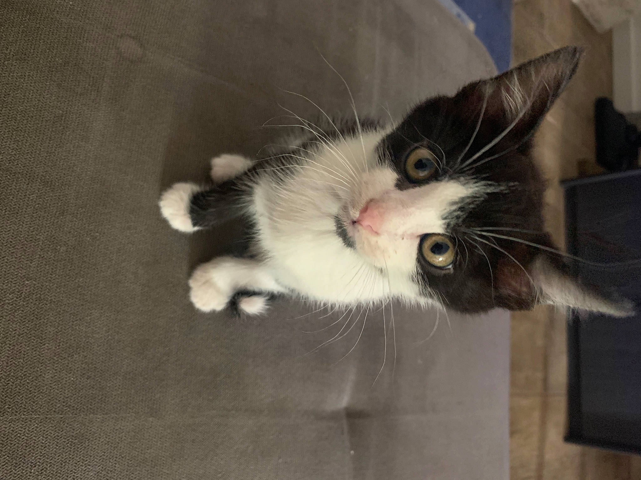 Ace a rejoint le concours — aidez-le/la à gagner de superbes lots ! carnivore, cat, claw, domestic_short_haired_cat, felidae, flooring, foot, fur, paw, small_to_medium_sized_cats, snout, tail, whiskers