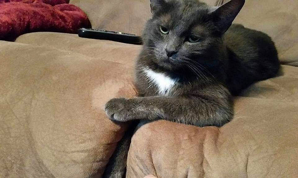 Coal joined the competition — help win amazing prizes! burmese, carnivore, cat, chartreux, claw, domestic_short_haired_cat, felidae, kitten, korat, mammal, nebelung, oriental_longhair, polydactyl_cat, russian_blue, small_to_medium_sized_cats, snout, tonkinese, whiskers