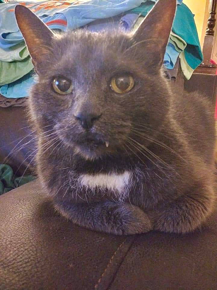 Coal joined the competition — help win amazing prizes! asian, british_shorthair, burmese, carnivore, cat, chartreux, domestic_short_haired_cat, felidae, german_rex, havana_brown, kitten, korat, mammal, nebelung, russian_blue, small_to_medium_sized_cats, snout, tonkinese, vertebrate, whiskers