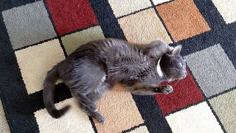 Coal joined the competition — help win amazing prizes! carnivore, cat, domestic_short_haired_cat, european_shorthair, felidae, kitten, mammal, nebelung, russian_blue, small_to_medium_sized_cats, tail, vertebrate, whiskers