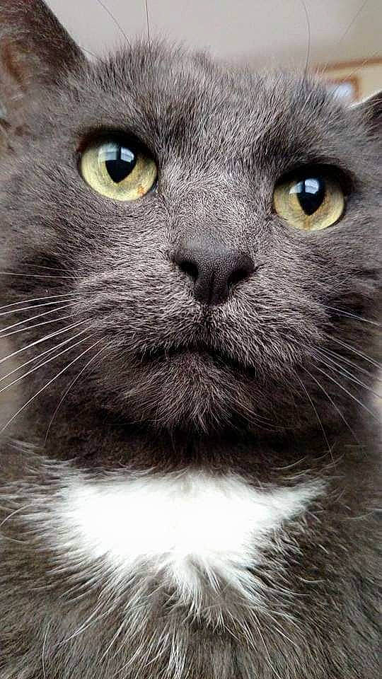 Coal is registered to the contest to win money with this photo: british_semi_longhair, british_shorthair, burmese, carnivore, cat, chartreux, close_up, domestic_short_haired_cat, eye, felidae, fur, korat, mammal, nebelung, russian_blue, small_to_medium_sized_cats, snout, vertebrate, whiskers