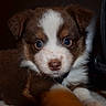 Qanji joined the competition — help win amazing prizes! adorable, animal, brown, closeup, cute, dog, domestic_animal, ears, eyes, face, fur, indoor, lying_down, nose, pet, portrait, puppy, soft, white, young