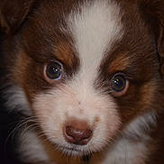 Qanji is registered to the contest to win money with this photo: adorable, animal, brown, canine, close_up, cute, dog, expression, eyes, face, fluffy, fur, indoor, nose, pet, portrait, puppy, whiskers, white, young