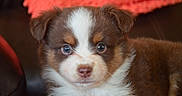 Qanji is registered to the contest to win money with this photo: adorable, animal, background, brown, closeup, cozy, cute, dog, eyes, face, fluffy, fur, indoors, laying, pet, portrait, puppy, soft, white, young