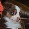Qanji is registered to the contest to win money with this photo: animal, blanket, blue_eyes, brown, closeup, couch, cute, dog, domestic, fur, furniture, indoor, leather, pet, portrait, puppy, relaxed, side_view, white, young
