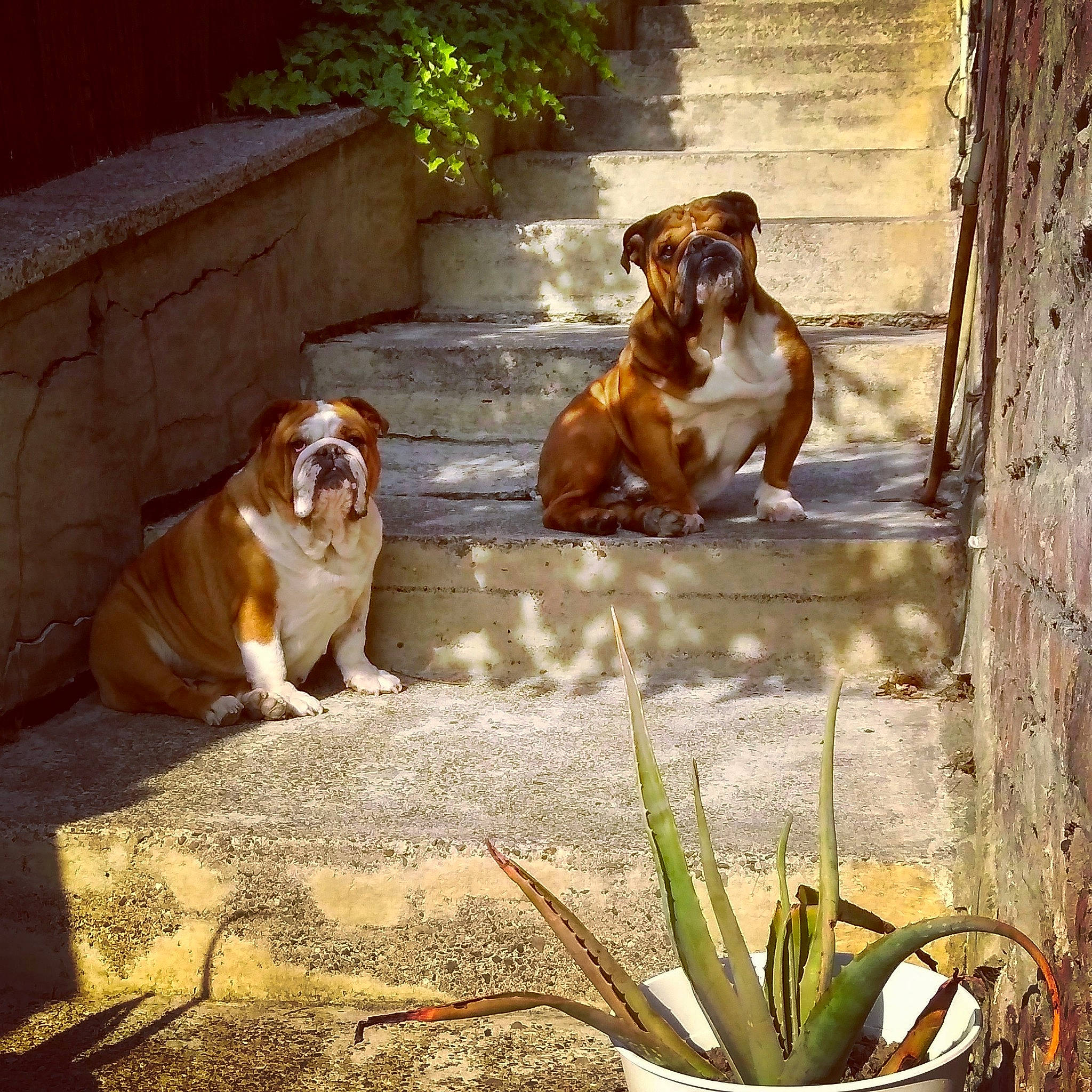 Prince Wilson Quérrida Luna