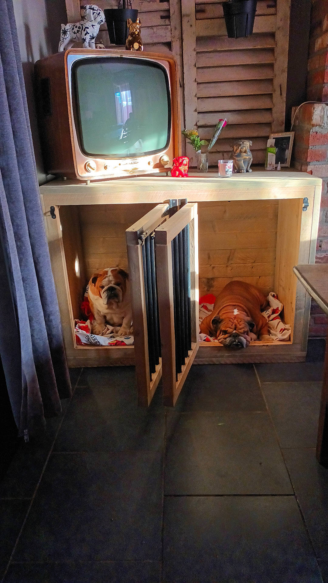 animal, architecture, building, canine, computerhardware, cup, dog, electronics, furniture, hardware, indoors, interiordesign, livingroom, monitor, person, pet, room, screen, tv, wood