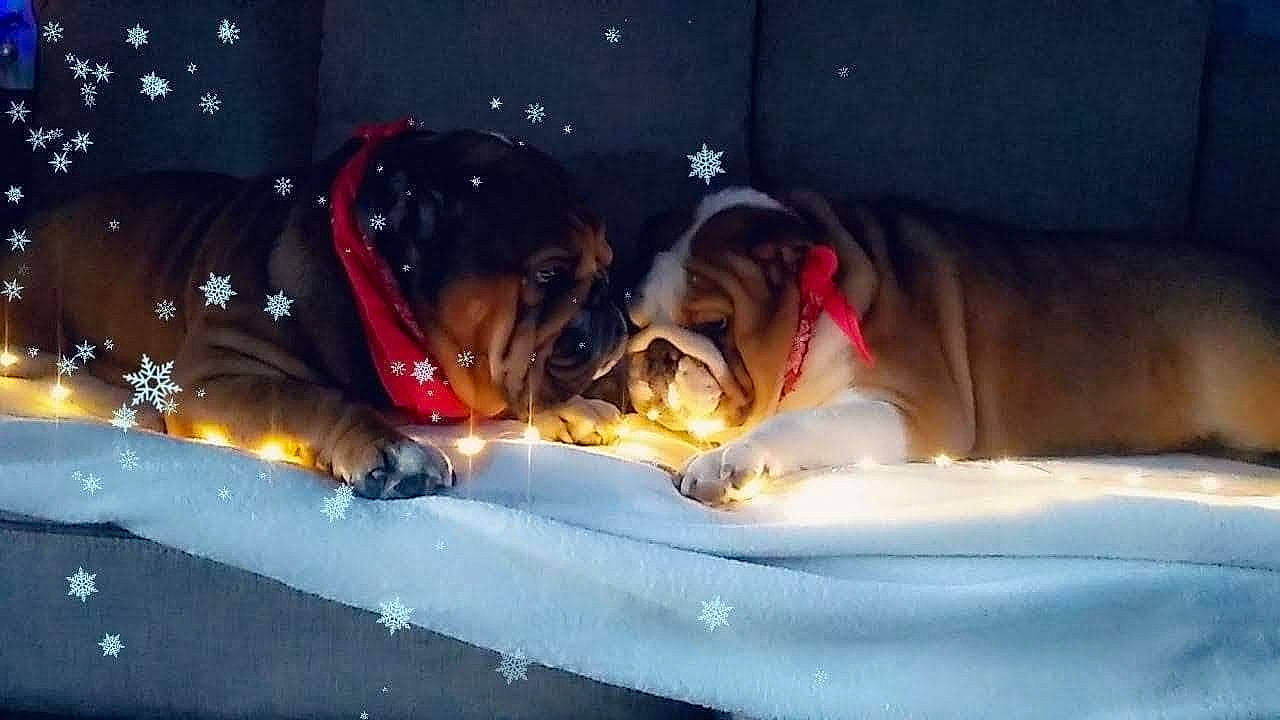 Prince Wilson Quérrida Luna participe au concours pour gagner de l'argent avec cette photo : canidae, carnivore, collar, companion_dog, dog, dog_breed, dog_collar, dog_supply, fawn, guard_dog, old_english_bulldog, ori_pei, pet_supply, snout, snow, sporting_group, tongue, vertebrate, working_animal, working_dog