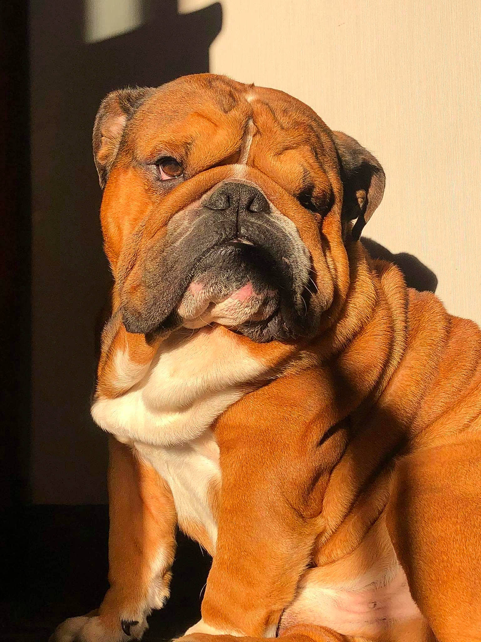 Prince Wilson Quérrida Luna participe au concours pour gagner de l'argent avec cette photo : art, bulldog, canidae, carnivore, collar, companion_dog, dog, dog_breed, dog_collar, fawn, liver, molosser, snout, sporting_group, terrestrial_animal, whiskers, white_english_bulldog, working_animal, working_dog, wrinkle