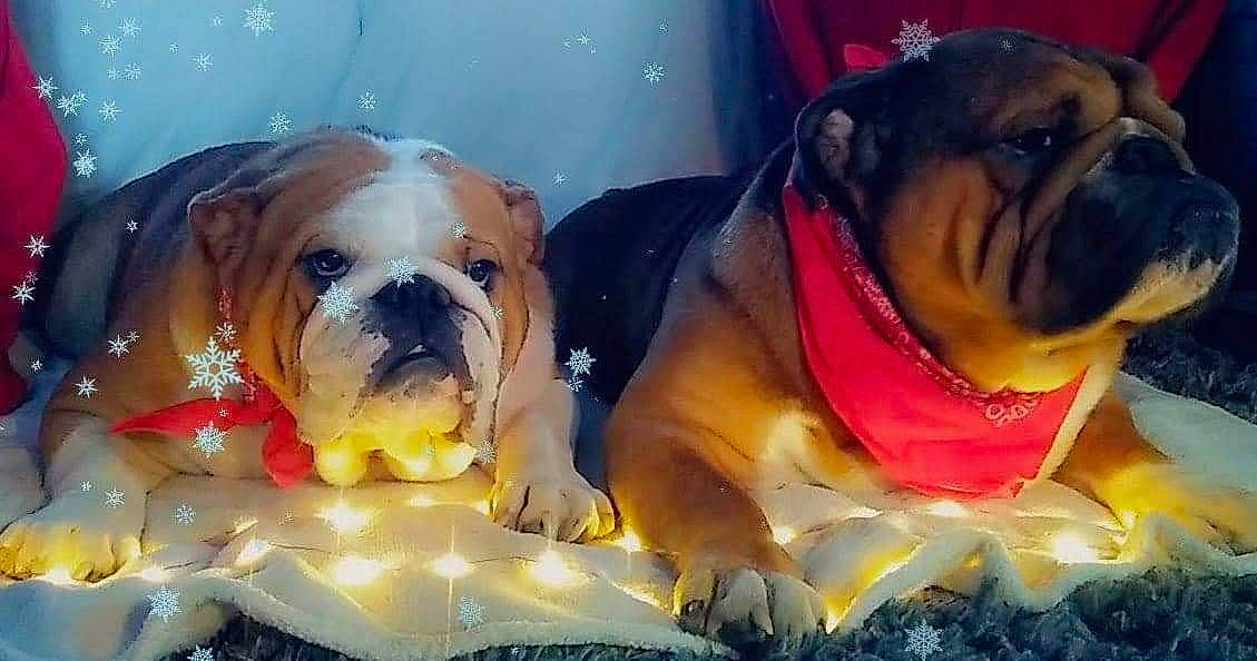 Prince Wilson Quérrida Luna a rejoint le concours — aidez-le/la à gagner de superbes lots ! bulldog, canidae, carnivore, companion_dog, dog, dog_breed, dog_supply, fawn, mammal, non_sporting_group, old_english_bulldog, ori_pei, pet_supply, pug, puppy, snout, toy_dog, vertebrate, working_animal, wrinkle