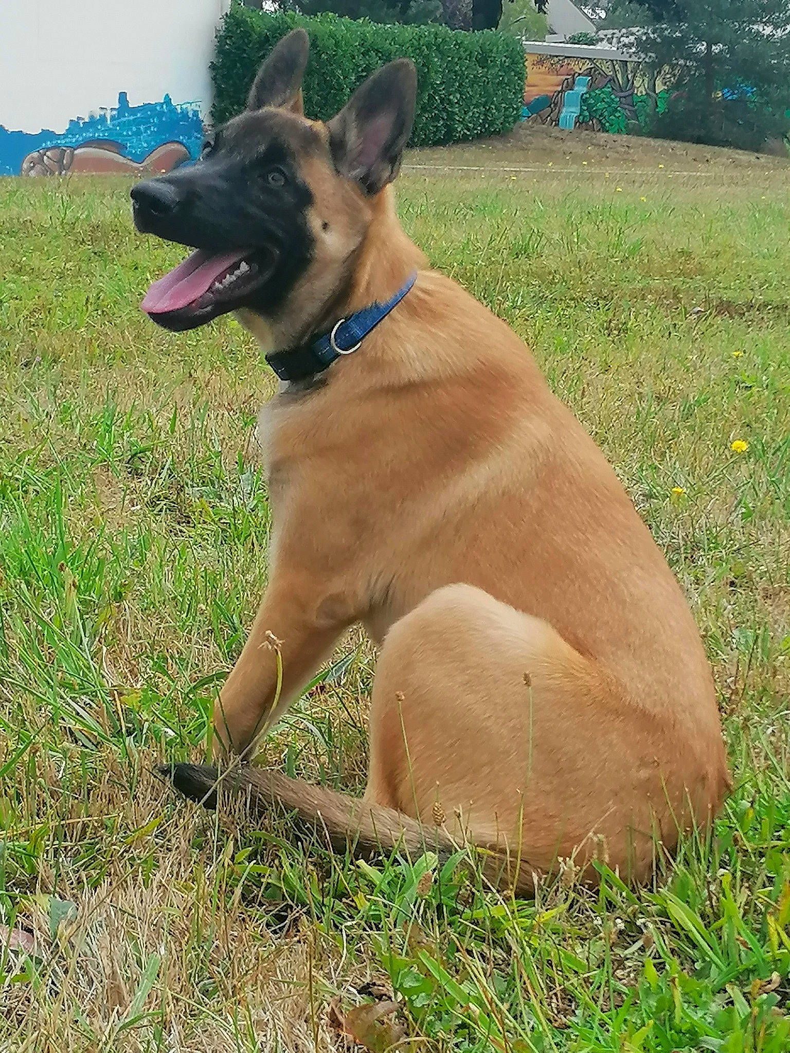 Skyla participe au concours pour gagner de l'argent avec cette photo : canidae, carnivore, collar, companion_dog, dog, dog_breed, dog_collar, dog_supply, fawn, grass, leash, liver, pet_supply, plant, sky, snout, sporting_group, tail, tree, working_animal