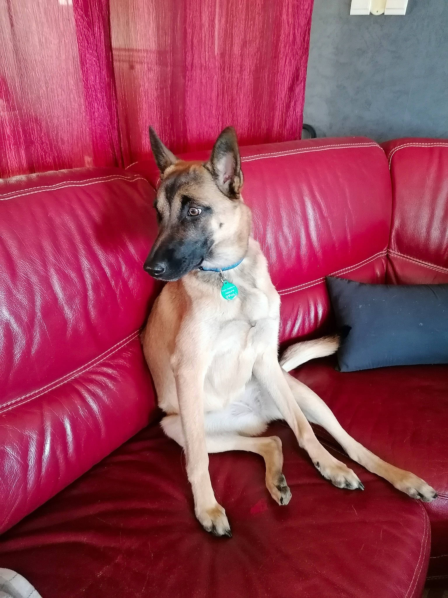Skyla participe au concours pour gagner de l'argent avec cette photo : canidae, carnivore, comfort, companion_dog, couch, dog, dog_breed, dog_supply, fawn, flooring, furniture, living_room, magenta, picture_frame, purple, room, sitting, sporting_group, studio_couch, working_animal