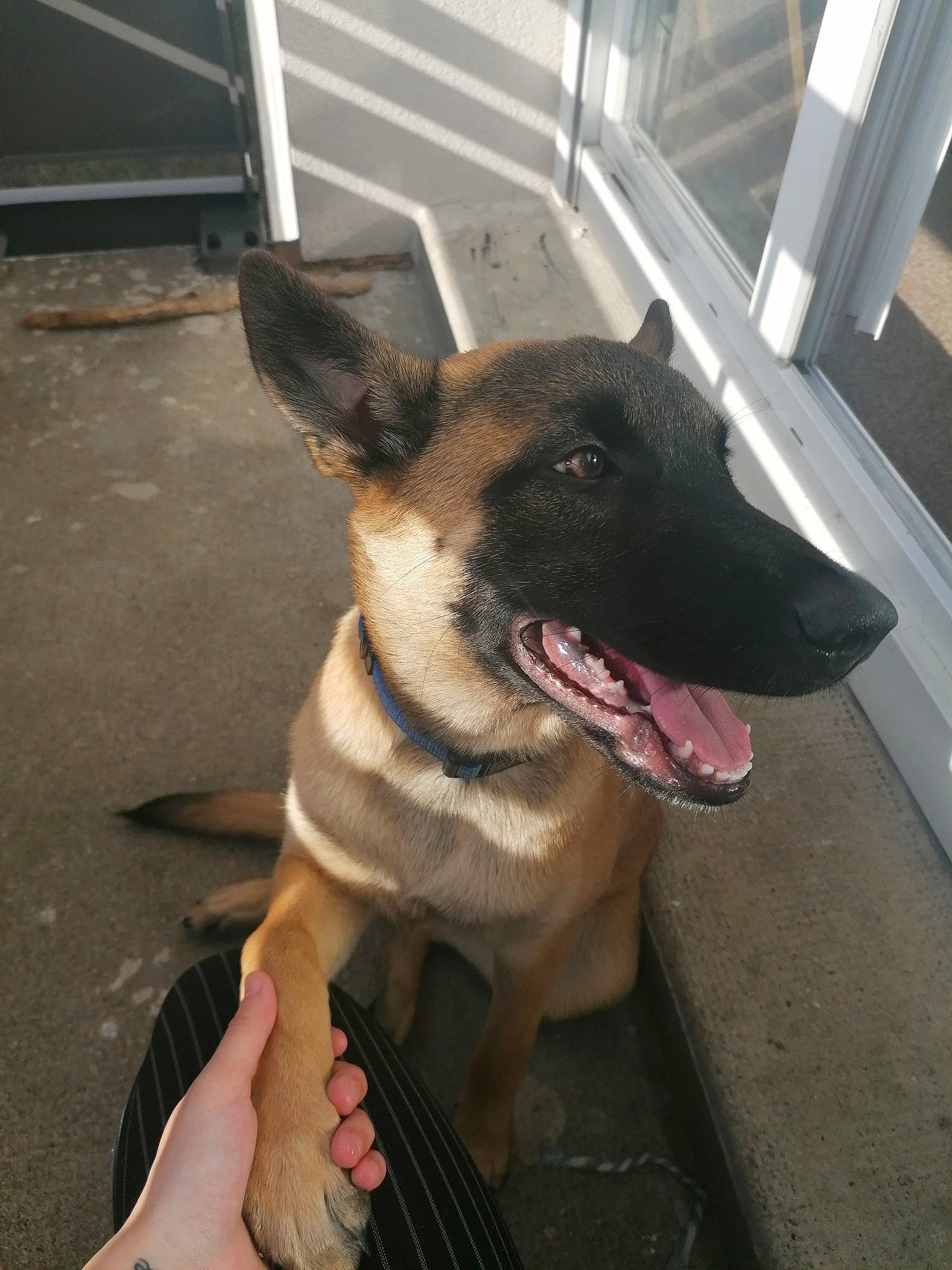 Skyla participe au concours pour gagner de l'argent avec cette photo : canidae, carnivore, collar, companion_dog, dog, dog_breed, dog_collar, dog_supply, east_european_shepherd, flooring, fur, german_shepherd_dog, hand, herding_dog, paw, snout, sporting_group, window, working_animal, working_dog